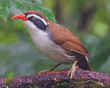 Brown-crowned Scimitar Babbler