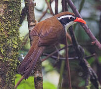 Brown-crowned Scimitar Babbler