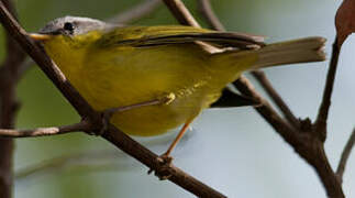 Grey-hooded Warbler