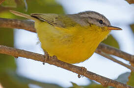 Grey-hooded Warbler