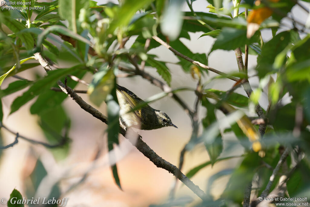 Buff-barred Warbler