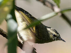 Buff-barred Warbler