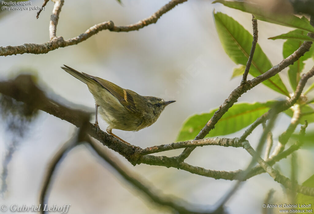 Buff-barred Warbler