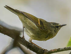 Buff-barred Warbler