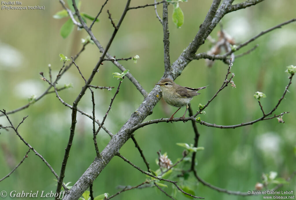 Willow Warbler