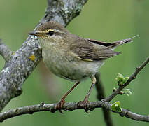 Willow Warbler