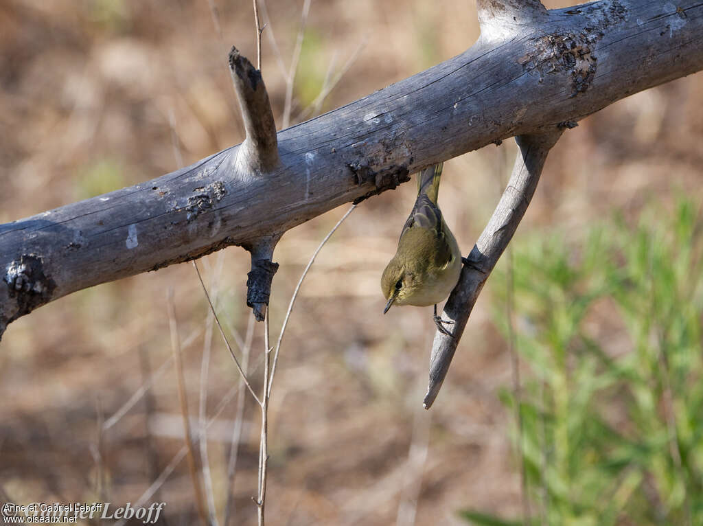 Iberian Chiffchaff, pigmentation