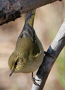 Iberian Chiffchaff