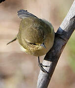 Iberian Chiffchaff