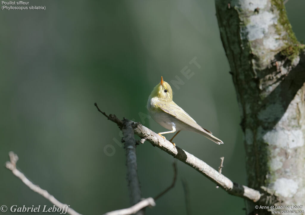 Pouillot siffleuradulte nuptial