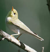 Wood Warbler