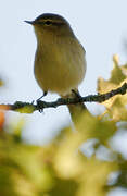 Common Chiffchaff