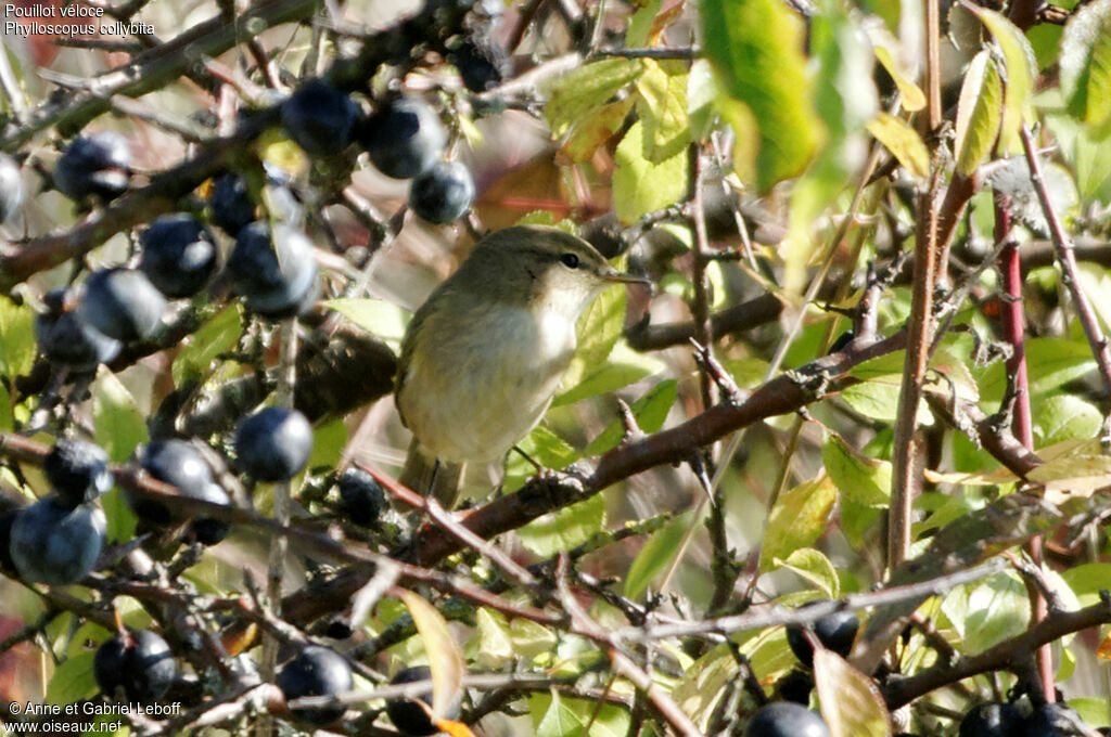 Common Chiffchaff