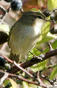 Common Chiffchaff