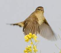 Common Chiffchaff