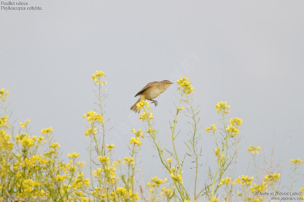 Common Chiffchaff