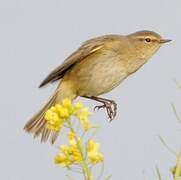 Common Chiffchaff