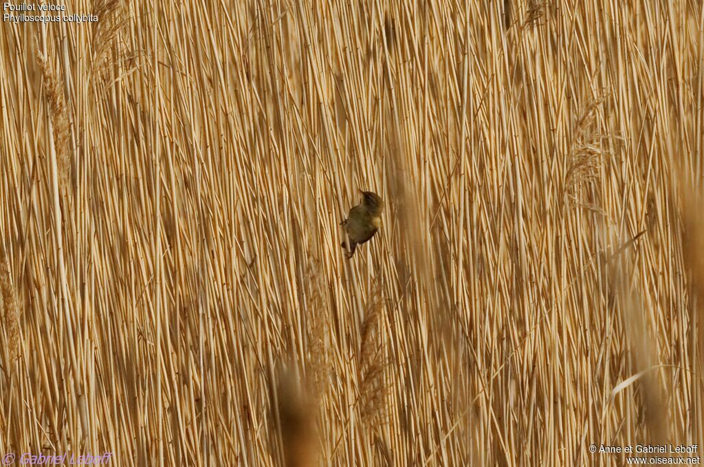 Common Chiffchaff