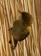 Common Chiffchaff