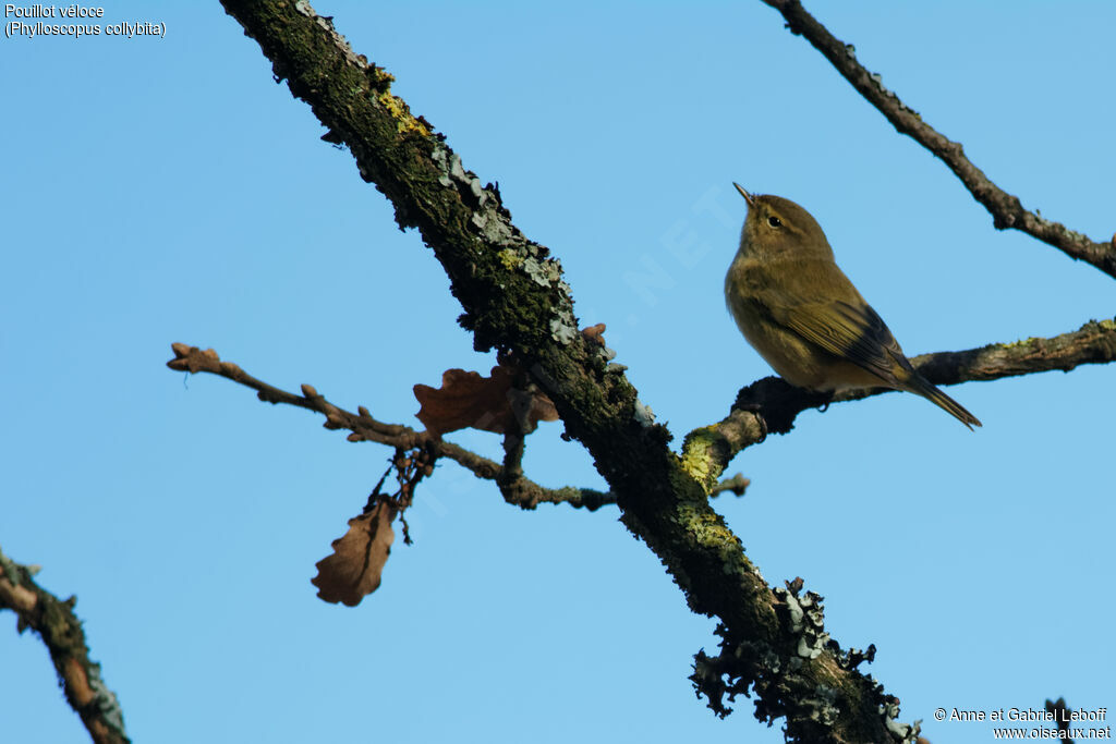 Common Chiffchaff