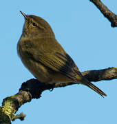 Common Chiffchaff