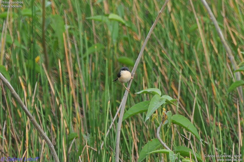 Prinia cendrée