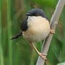 Prinia cendrée