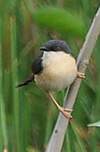 Prinia cendrée