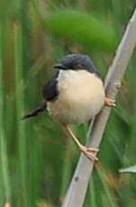 Prinia cendrée