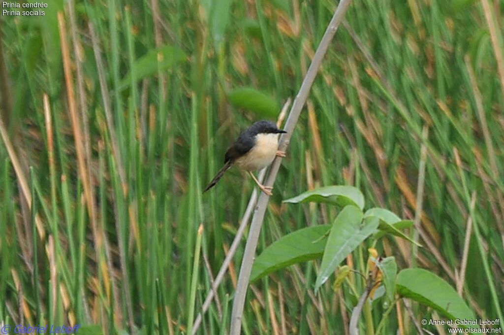 Prinia cendrée