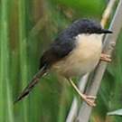 Prinia cendrée