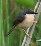 Prinia cendrée