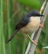 Prinia cendrée