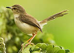 Prinia forestière