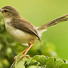 Prinia forestière