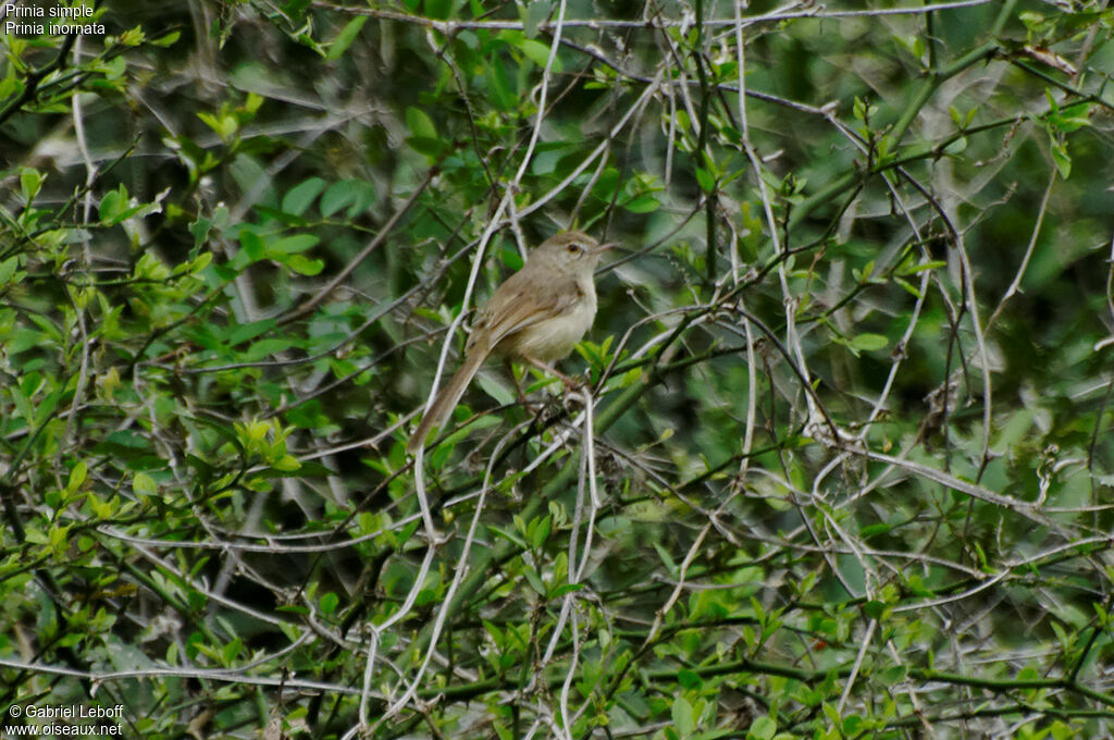 Prinia simple