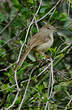 Prinia simple