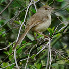 Prinia simple