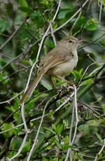 Prinia simple