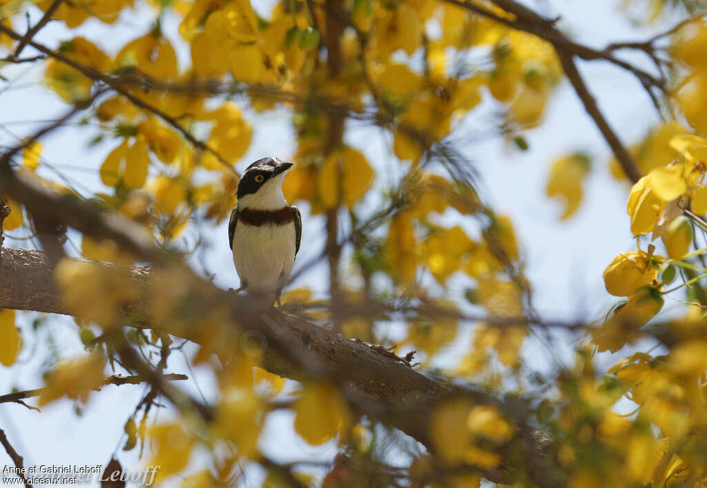 Eastern Black-headed Batis female adult, identification