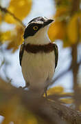 Eastern Black-headed Batis