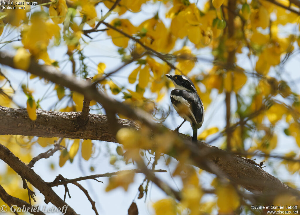 Eastern Black-headed Batis, identification