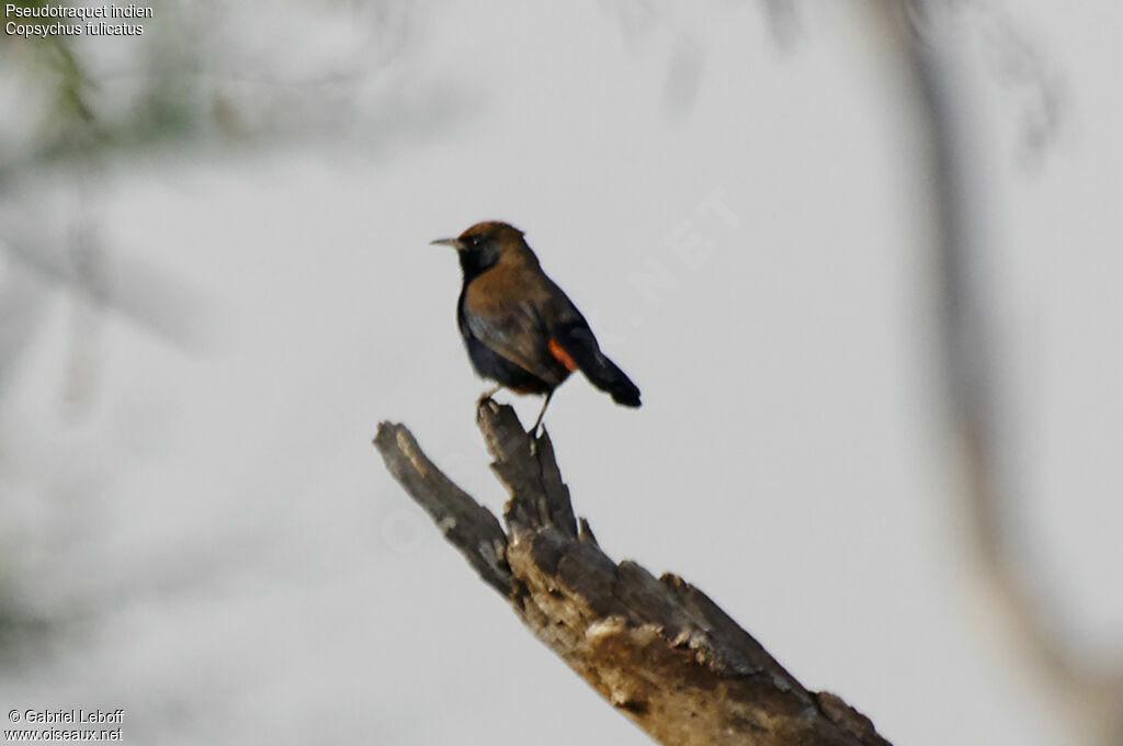 Indian Robin