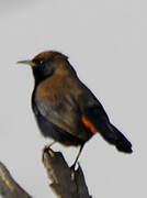 Indian Robin