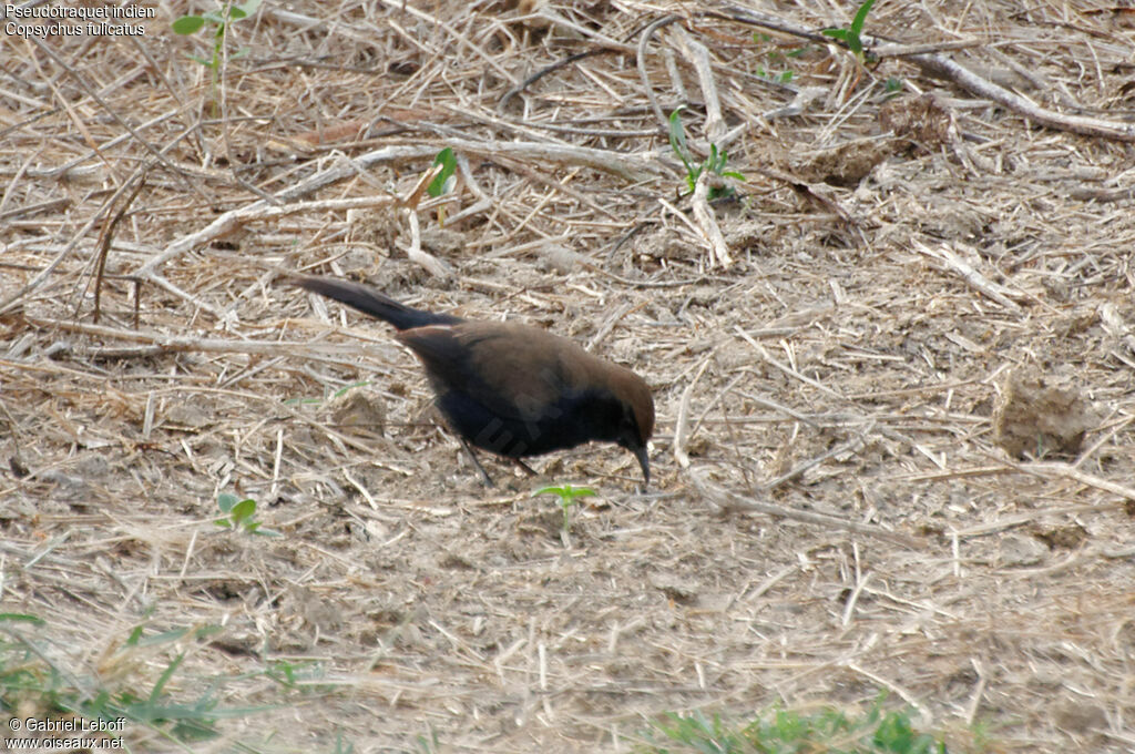 Indian Robin male