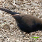 Pseudotraquet indien