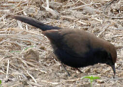 Indian Robin