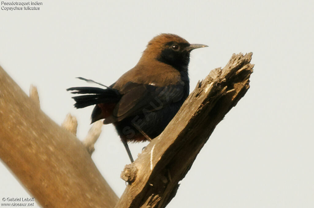 Indian Robin