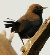 Indian Robin