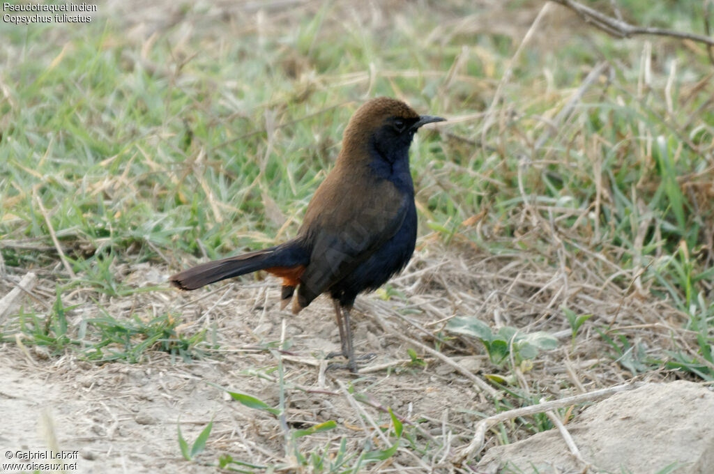 Indian Robin